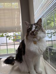 Reunited Female Cat last seen Aulton Link Court and Brandie Glenn Road, Charlotte, NC 28269