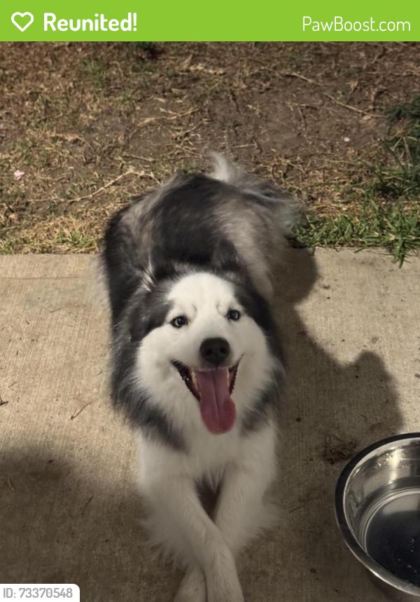 Reunited Male Dog last seen Harper Meadow lane, Missouri City, TX 77459