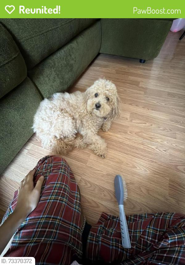 Reunited Male Dog last seen 59th street by Jim’s food and Golden living center Kenosha, Kenosha, WI 53144