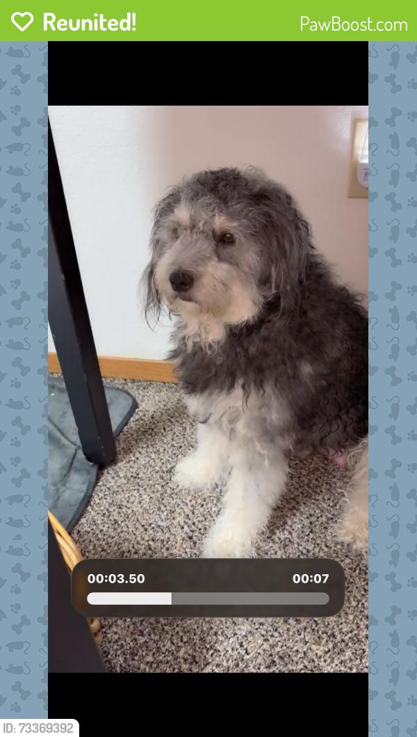 Reunited Female Dog last seen Vandenburg loop, Moses Lake, WA 98837