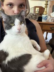 Reunited Male Cat last seen Near 33rd Avenue Ct SW Puyallup, WA 98373 United States, Puyallup, WA 98373