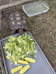 Found/Stray Unknown Reptile last seen Coronado/8th St, Long Beach, CA 90804