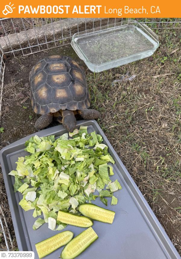 Found/Stray Unknown Reptile last seen Coronado/8th St, Long Beach, CA 90804