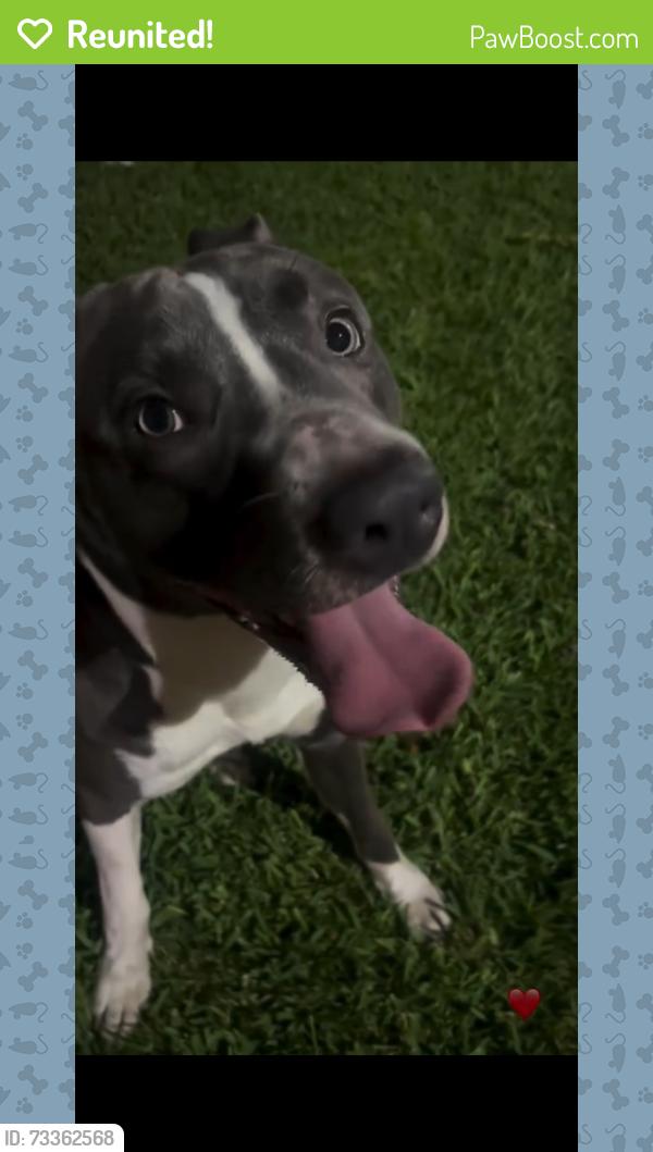 Reunited Male Dog last seen Beechnut , Bedford, Houston, TX 77036