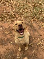 Lost Male Dog last seen Kermit road and donna lane, McLoud, OK 74851