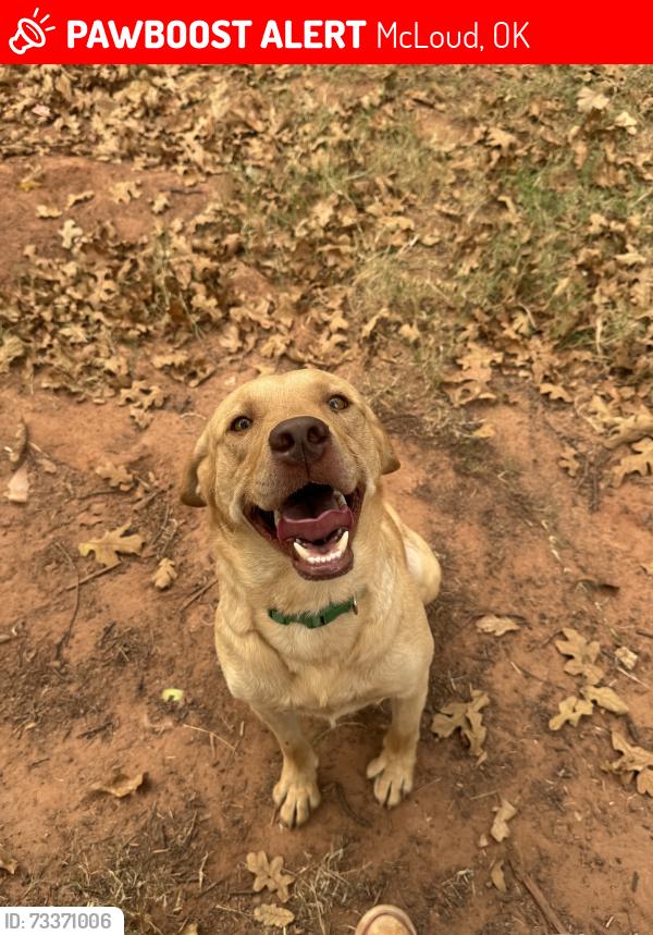 Lost Male Dog last seen Kermit road and donna lane, McLoud, OK 74851