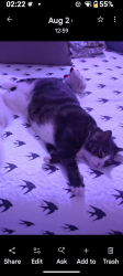 Lost Male Cat last seen F streets in Apollo Beach, Apollo Beach, FL 33572