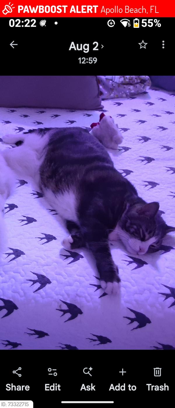 Lost Male Cat last seen F streets in Apollo Beach, Apollo Beach, FL 33572
