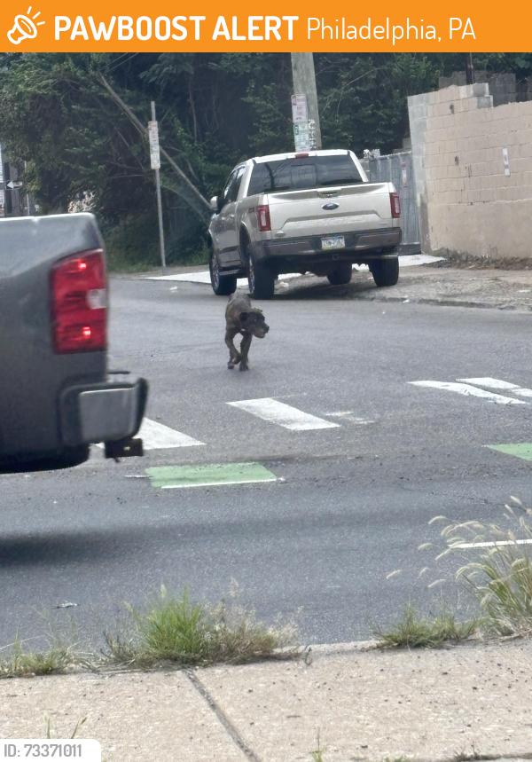 Found/Stray Male Dog last seen Grays Ferry Avenue and 32nd Street, Philadelphia, PA 19146