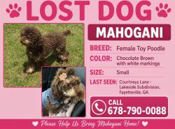 Lost Female Dog last seen Courtney’s Lane & Lakeside Parkway, Clayton County, GA 30215
