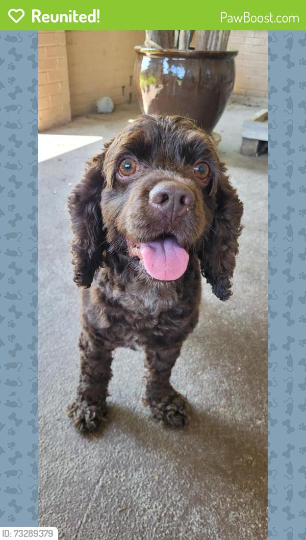 Reunited Male Dog last seen Between state line and Blanford, Hunter Township, IL 61944