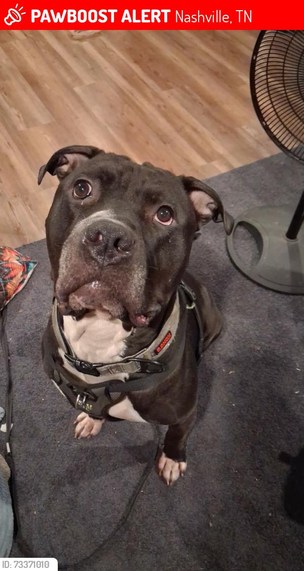Lost Male Dog last seen Purnell, Nashville, TN 37211