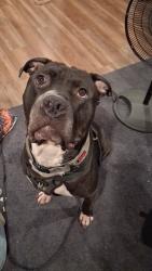 Lost Male Dog last seen Purnell, Nashville, TN 37211