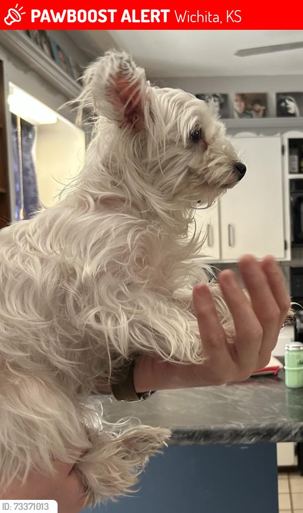 Lost Female Dog last seen 41st and Dale, Wichita, KS 67204