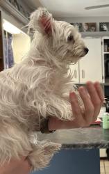 Lost Female Dog last seen 41st and Dale, Wichita, KS 67204