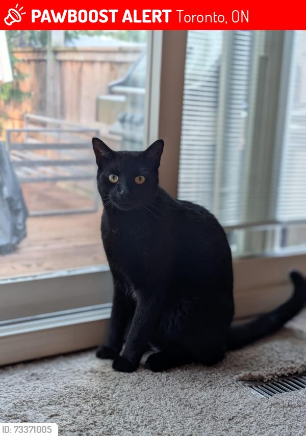 Lost Male Cat last seen Scarborough, Midland/McNicoll, Toronto, ON M1V 2T8