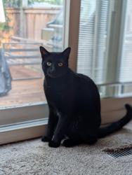Lost Male Cat last seen Scarborough, Midland/McNicoll, Toronto, ON M1V 2T8