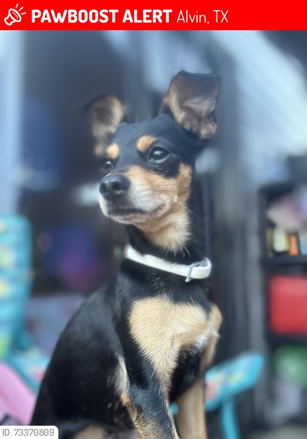 Lost Male Dog last seen Resoft County Park, Alvin, TX 77511