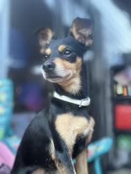 Lost Male Dog last seen Resoft County Park, Alvin, TX 77511