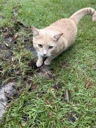 Lost Male Cat last seen Southern States Nursery Road, Macclenny, Baker County, FL 32063
