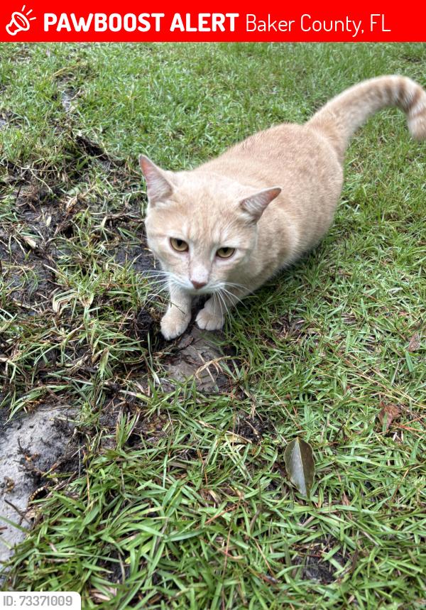 Lost Male Cat last seen Southern States Nursery Road, Macclenny, Baker County, FL 32063