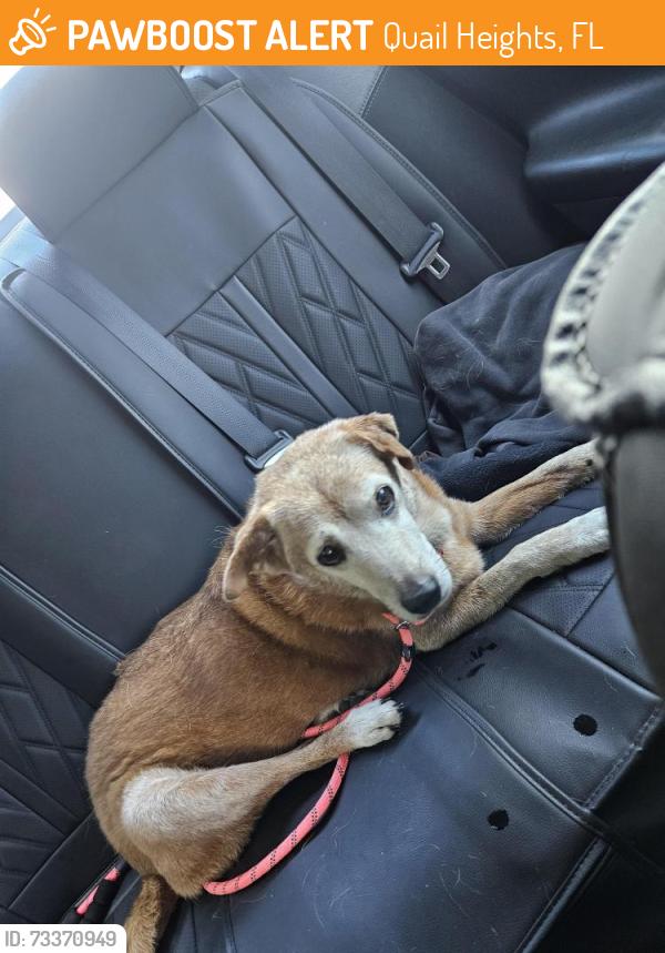 Found/Stray Female Dog last seen Near SW 133rd CT Miami, 33170, Quail Heights, FL 33170