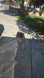 Reunited Male Dog last seen Near San Angelo Park, La Puente, CA 91744