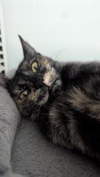 Reunited Female Cat last seen Walnut, los Angeles Street, Baldwin Park, CA 91706