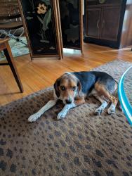 Found/Stray Male Dog last seen Hollywood, Ravenel, SC 29449