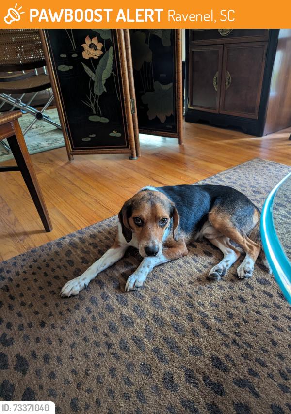 Found/Stray Male Dog last seen Hollywood, Ravenel, SC 29449