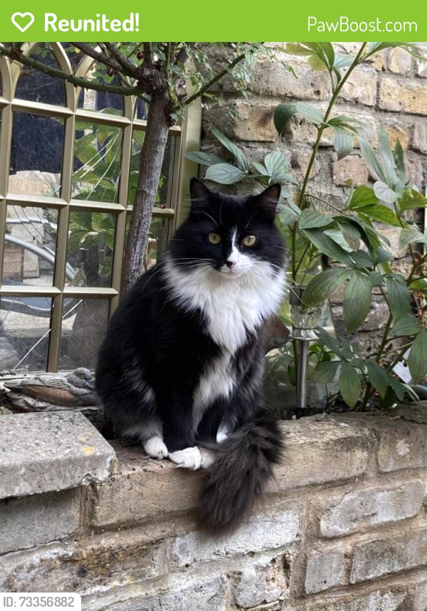 Reunited Female Cat last seen Gardens between Disraeli and Werter Road, Greater London, England SW15 2DR