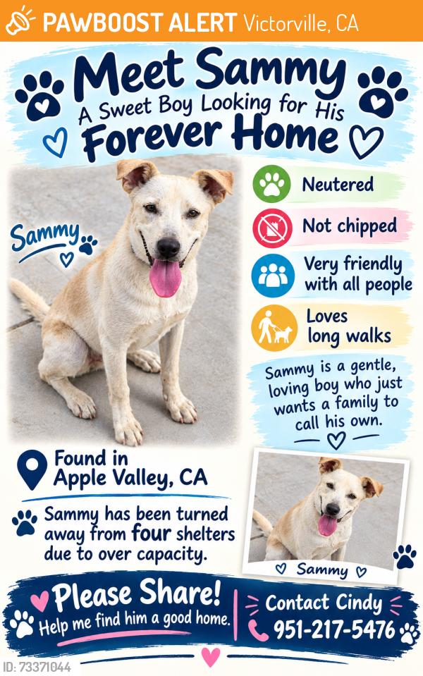 Found/Stray Male Dog last seen Hesperia Road and Bear Valley Rd., Victorville, CA 92394
