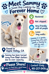 Found/Stray Male Dog last seen Hesperia Road and Bear Valley Rd., Victorville, CA 92394