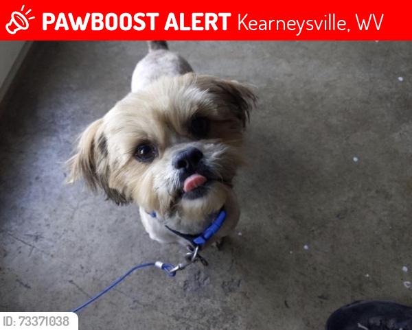 Lost Male Dog last seen Hidden River Development Kearneysville, Kearneysville, WV 25430