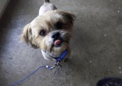 Lost Male Dog last seen Hidden River Development Kearneysville, Kearneysville, WV 25430
