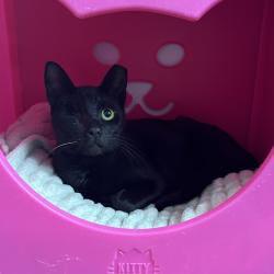 Shelter Stray Female Cat last seen , 8020 Washington St, Port Richey, FL 34668, USA