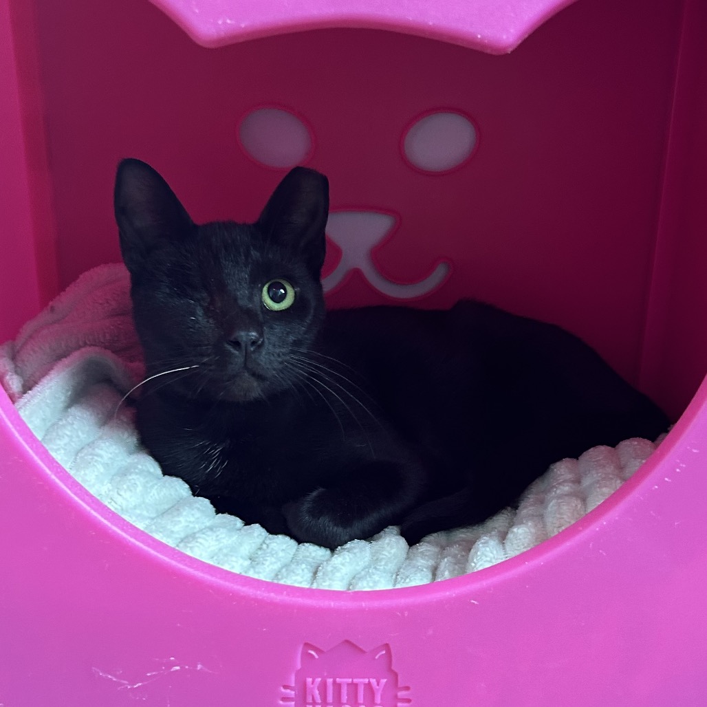 Shelter Stray Female Cat last seen , 8020 Washington St, Port Richey, FL 34668, USA