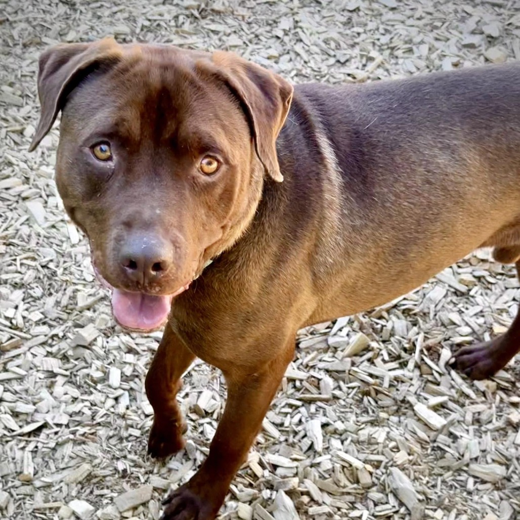Shelter Stray Male Dog last seen , 2608 Center St, Tacoma, WA 98409, USA