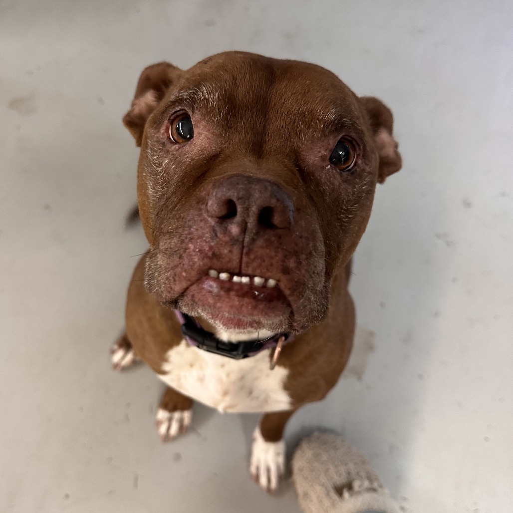 Shelter Stray Female Dog last seen , 2608 Center St, Tacoma, WA 98409, USA