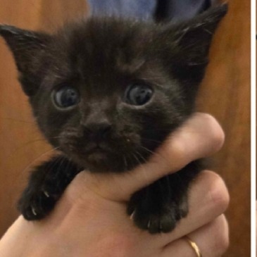 Shelter Stray Female Cat last seen , 2608 Center St, Tacoma, WA 98409, USA