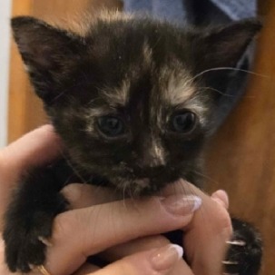 Shelter Stray Female Cat last seen , 2608 Center St, Tacoma, WA 98409, USA