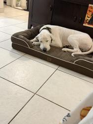 Found/Stray Male Dog last seen Redlands, Redland, FL 33031