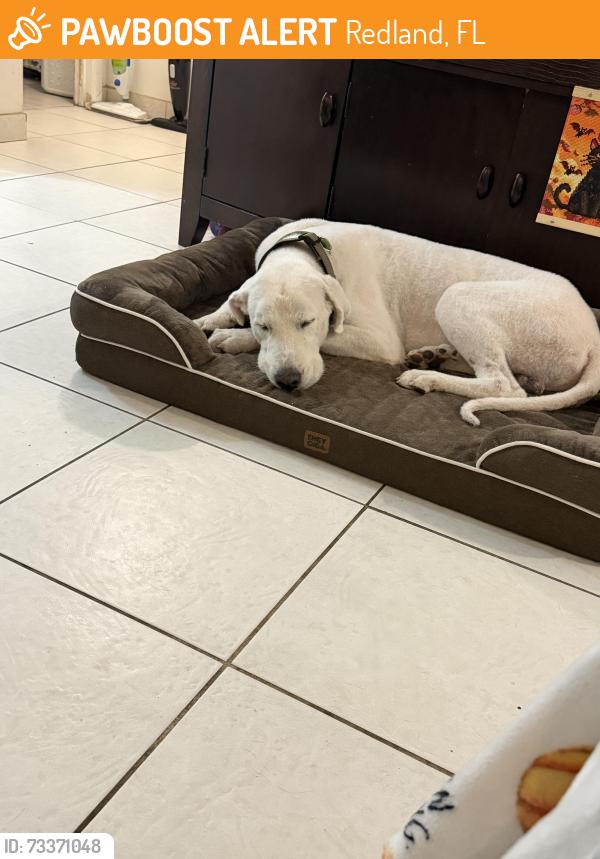 Found/Stray Male Dog last seen Redlands, Redland, FL 33031