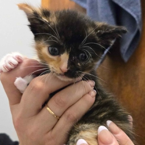 Shelter Stray Female Cat last seen , 2608 Center St, Tacoma, WA 98409, USA