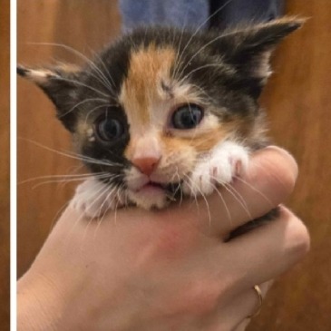Shelter Stray Female Cat last seen , 2608 Center St, Tacoma, WA 98409, USA