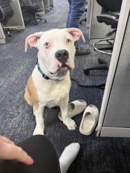 Found/Stray Male Dog last seen Oakland Park, Oakland Park, FL 33334