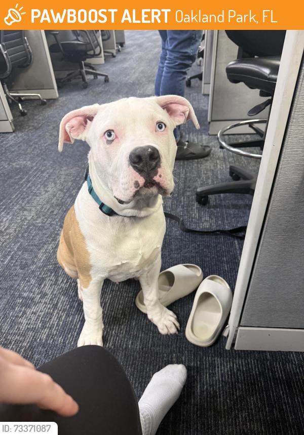 Found/Stray Male Dog last seen Oakland Park, Oakland Park, FL 33334