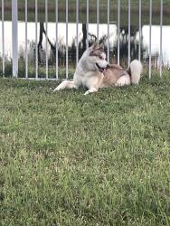 Reunited Male Dog last seen Near Lugo St Fort Pierce FL, Fort Pierce, FL 34951