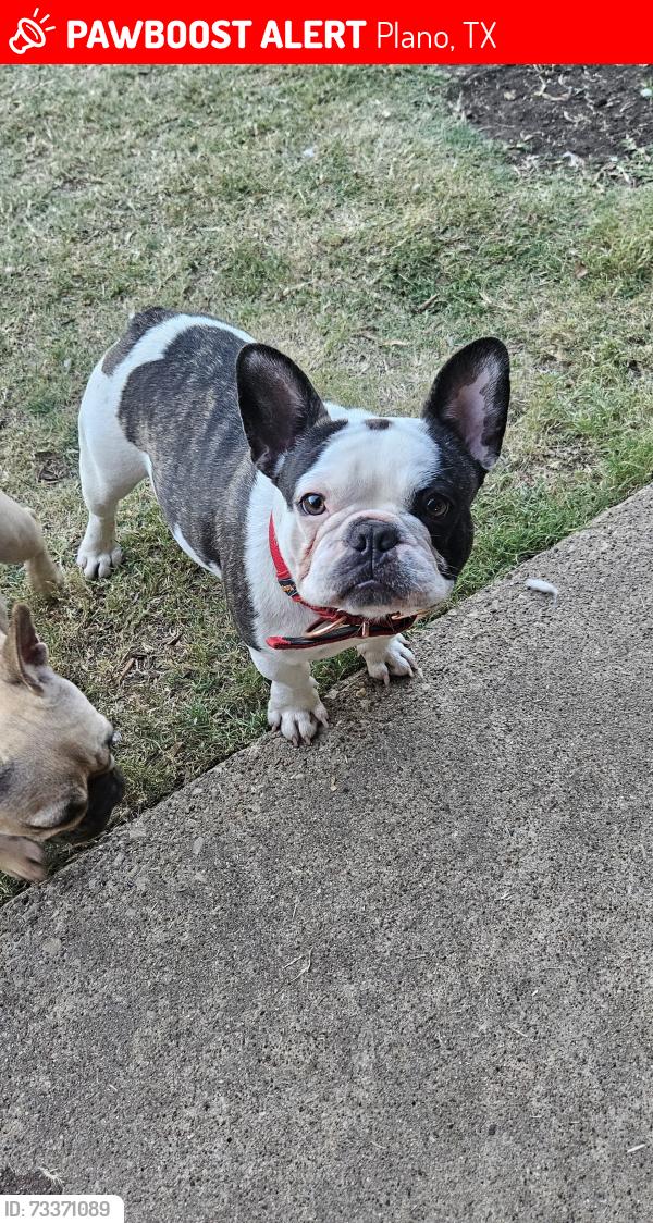 Lost Male Dog last seen Ohio & Park- 7 Eleven, Plano, TX 75093