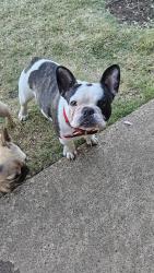 Lost Male Dog last seen Ohio & Park- 7 Eleven, Plano, TX 75093